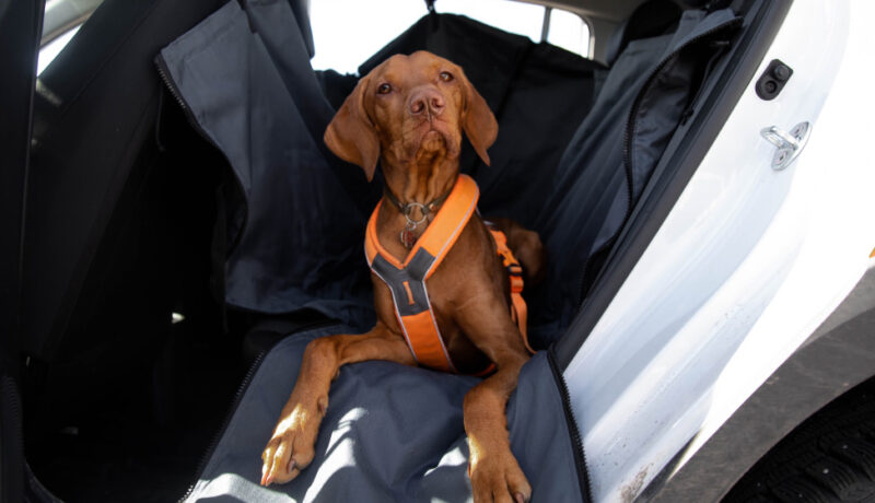 Tips for traveling with pets in hot weather