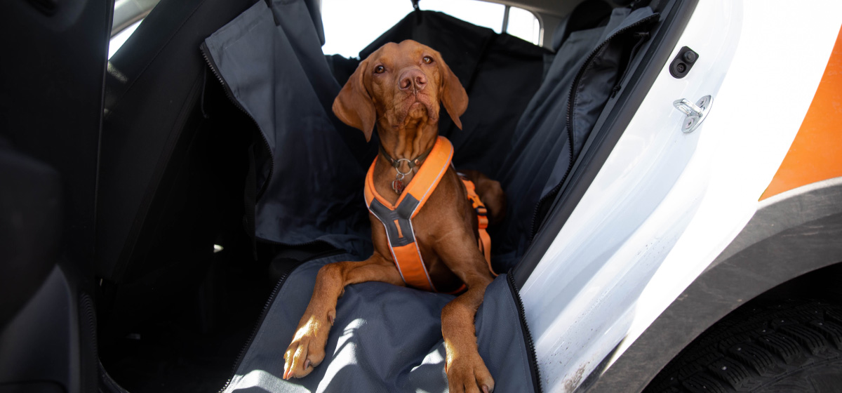 Tips for traveling with pets in hot weather