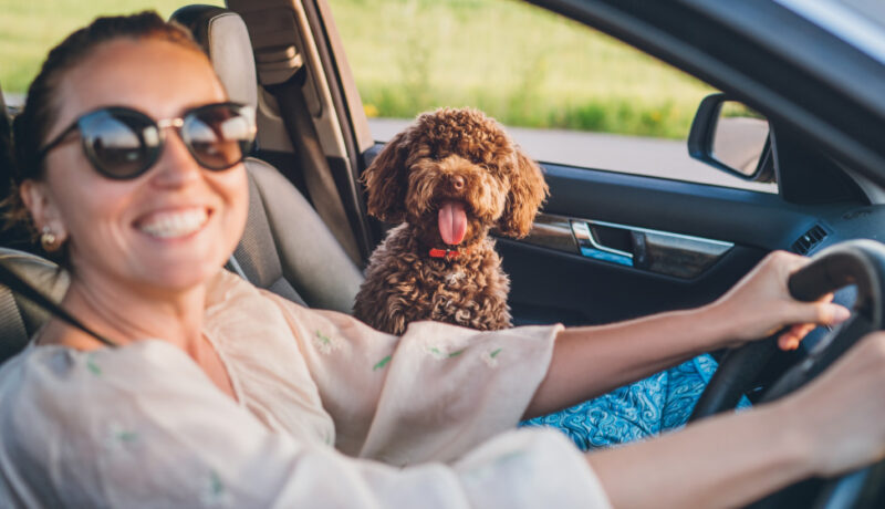 Tips for traveling with pets in hot weather