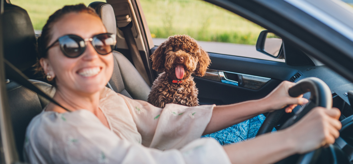 Tips for traveling with pets in hot weather